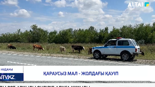 Қараусыз мал - жолдағы қауіп