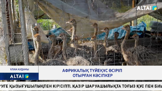 Африкалық түйеқұс өсіріп отырған кәсіпкер