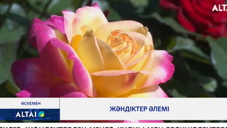 Жәндіктер әлемі 