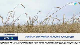 Облыста егін жинау науқаны қарқынды 