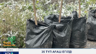 35 түп ағаш егілді