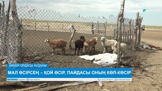 МАЛ ӨСІРСЕҢ – ҚОЙ ӨСІР, ПАЙДАСЫ ОНЫҢ КӨЛ-КӨСІР