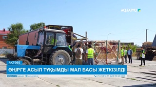  ӨҢІРГЕ АСЫЛ ТҰҚЫМДЫ МАЛ БАСЫ ЖЕТКІЗІЛДІ 