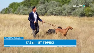 ТАЗЫ – ИТ ТӨРЕСІ 