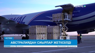 АВСТРАЛИЯДАН СИЫРЛАР ЖЕТКІЗІЛДІ
