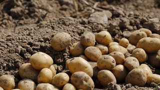 КАРТОПТАН МОЛ ӨНІМ КҮТІЛУДЕ