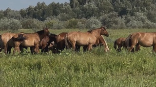 АЙМАҚТА МҰҒАЛЖАР ЖЫЛҚЫСЫНЫҢ САНЫ АРТТЫ