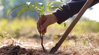 ТАЗА ҚАЗАҚСТАН: ОҚУШЫЛАР ӨСІРГЕН МЕКТЕП АУЛАСЫНДАҒЫ БАҚША ӨНІМДЕРІ ТАРАТЫЛДЫ