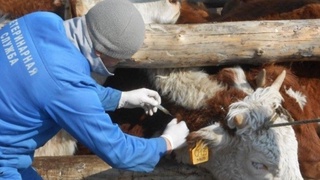 ОБЛЫСТА 107 ВЕТЕРИНАРИЯЛЫҚ ПУНКТ САЛЫНЫП ЖАТЫР