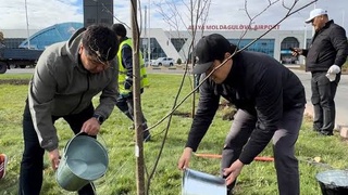 "ТАЗА ҚАЗАҚСТАН": ӘУЕЖАЙ АЛДЫНА 170 ЖӨКЕ АҒАШЫ ОТЫРҒЫЗЫЛДЫ