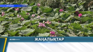 ЛОТОСЫ В АТЫРАУ ПРИВЛЕКЛИ ВНИМАНИЕ ЖИТЕЛЕЙ