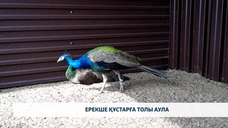 Ерекше құстарға толы аула 