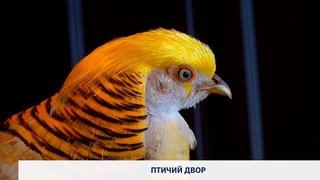 Птичий двор