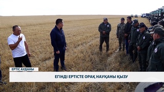 Егінді ертісте орақ науқаны қызу