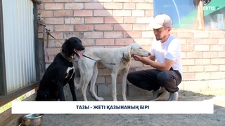 Тазы - жеті қазынаның бірі
