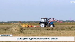 Май ауданында мал азығы қоры дайын
