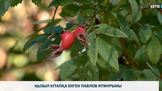 Қызыл кітапқа енген Павлов итмұрыны