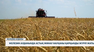 Железин ауданында астық жинау науқаны қарқынды жүріп жатыр