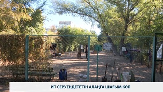 Ит серуендететін алаңға шағым көп