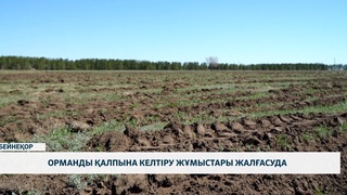 Орманды қалпына келтіру жұмыстары жалғасуда