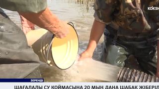 Шағалалы су қоймасына 20 мың дана шабақ жіберілді