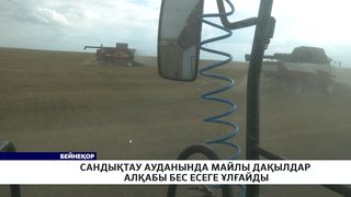 Сандықтау ауданында майлы дақылдар алқабы бес есеге ұлғайды