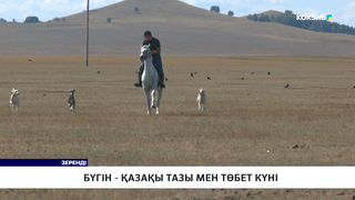 Бүгін - Қазақы тазы мен төбет күні