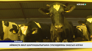 Аймақта мал шаруашылығына субсидияны заңсыз алған 