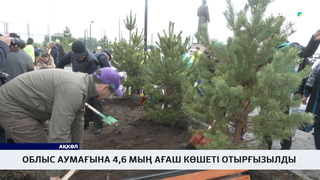 Облыс аумағына 4,6 мың ағаш көшеті отырғызылды