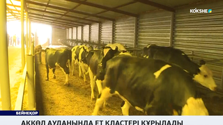 Ақкөл ауданында ет кластері құрылады