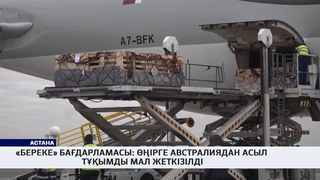 «Береке» бағдарламасы: өңірге Австралиядан  асыл тұқымды мал жеткізілді