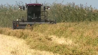 КҮРІШ ОРЫЛЫП ЖАТЫР