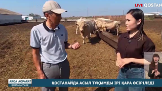 Қостанайда асыл тұқымды ірі қара өсіріледі