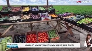 Көкөніс жинау маусымы жандана түсті