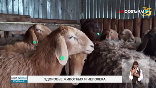 Здоровье животных и человека.