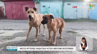 Иесіз иттерді уақытша ұстау мерзімі өзгермек