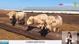Стимул для роста