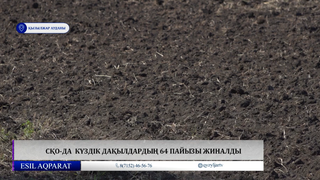 СҚО-да күздік дақылдардың 64 пайызы жиналды 