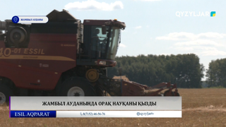 Жамбыл ауданында орақ науқаны қызды