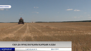 СҚО-да орақ науқаны қарқын алды 