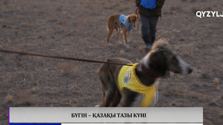 Бүгін – Қазақы тазы күні