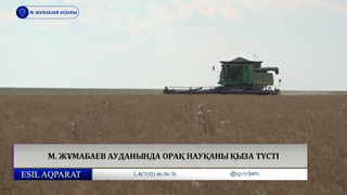 М. Жұмабаев ауданында орақ науқаны қыза түсті 