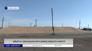 Айыртау диқандары мол өнімді жинауға кірісті