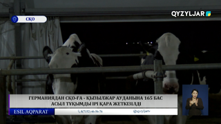 Германиядан СҚО-ға - Қызылжар ауданына 165 бас асыл тұқымды ірі қара жеткізілді