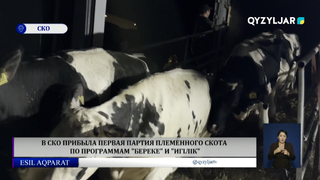 В СКО прибыла первая партия племенного скота по программам "Береке" и "Игілік"