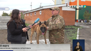 Төрт аяқты құтқарушылар