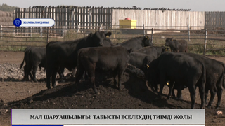 Мал шаруашылығы: табысты еселеудің тиімді жолы  