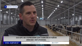 165 КРС из Германии доставили в район имени Г.Мусрепова 