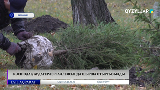 Кәсіподақ ардагерлері аллеясында шырша отырғызылды