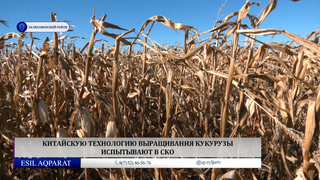 Китайскую технологию выращивания кукурузы испытывают в СКО 
